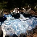 proiect de design peisaj de un pat de flori în grădiniță „floare luncă“ (paturi) proiect de design peisaj de un pat de flori în grădiniță „pajiște de flori“