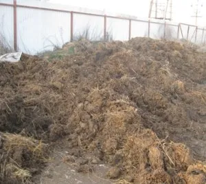 Utilizarea de bălegar de vacă, cum să gătească lumanarica