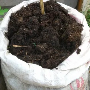 Utilizarea de bălegar de vacă, cum să gătească lumanarica