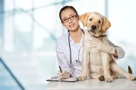 Motivele pentru care câinele tușește ca și cum ragait ceva sufocat și încercarea (câine) Motivele pentru care câinele tușește ca și cum ceva sufocat și încearcă otrygnut