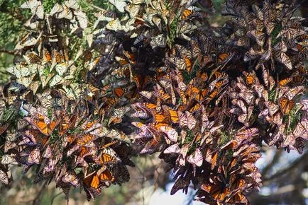 evenimente și fenomene naturale