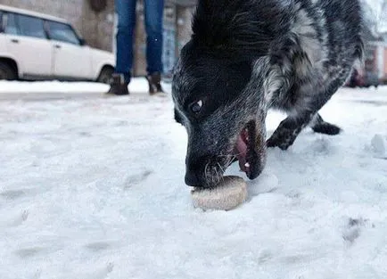Semne de otrăvire la câini - simptome și tratament (intoxicații) Semne de otrăvire la câini - simptome și tratament