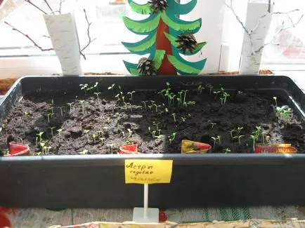 proiect de design peisaj de un pat de flori în grădiniță „luncă flori“ (pentru profesori) proiect de design peisaj de un pat de flori în grădiniță „pajiște de flori“