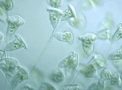Protivoprotozoynoe inseamna - ceea ce este utilizarea mecanismului de acțiune și agenți antiprotozoare (acțiune) Protivoprotozoynoe inseamna - ceea ce este utilizarea mecanismului de agenți de acțiune și antiprotozoare
