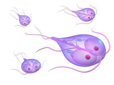 Protivoprotozoynoe inseamna - ceea ce este utilizarea mecanismului de acțiune și a agentului antiprotozor (s) Protivoprotozoynoe inseamna - ceea ce este utilizarea mecanismului de agenți de acțiune și antiprotozoare