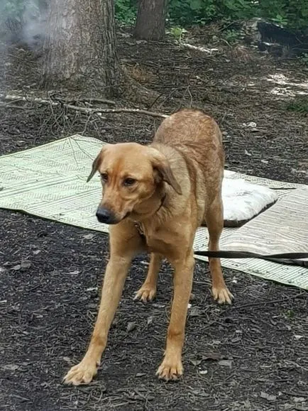câine pierdut