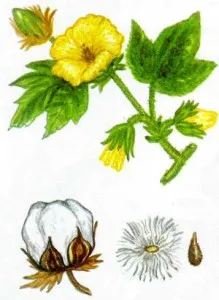 plantă de bumbac - proprietăți utile, aplicații și fotografii (utile) plante de bumbac - proprietăți utile, aplicații și fotografii