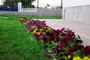 Rabatki desene propriile mâini, fotografii, selecție de plante, consiliere cu privire la crearea și întreținerea (schema rabatok anuale) Rabatki desene propriile mâini, fotografii, selecție de plante, consiliere cu privire la crearea și întreținerea