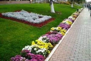 Rabatki desene propriile mâini, fotografii, selecție de plante, consiliere cu privire la crearea și întreținerea (coamele cu schema de fotografii mâinile lor) Rabatki desene propriile mâini, fotografii, selecție de plante, consiliere cu privire la crearea și întreținerea