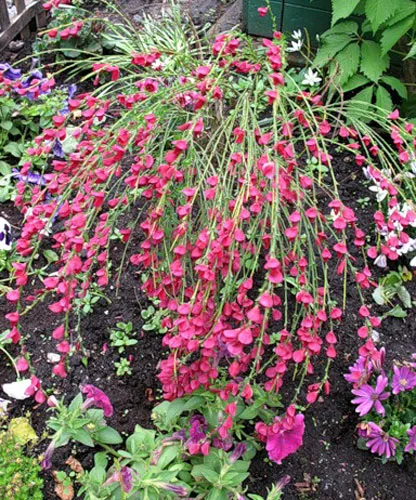 plantare Broom și de îngrijire, specii și varietăți, fotografii