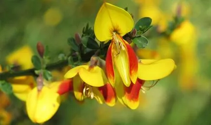 Broom fotografie și specii, cultivarea și îngrijirea plantelor