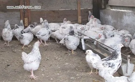 Pushkinskaya pui rasa câștiguri excelente pe ouă și tinere