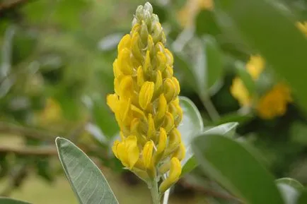 Broom fotografie și specii, cultivarea și îngrijirea plantelor