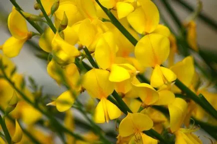 Broom fotografie și specii, cultivarea și îngrijirea plantelor