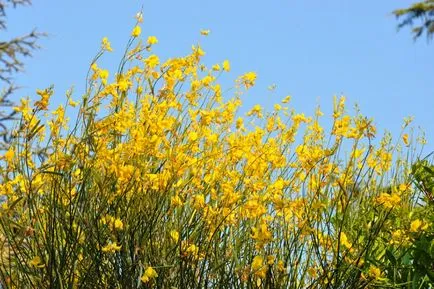 Broom fotografie și specii, cultivarea și îngrijirea plantelor