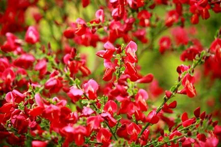 Broom fotografie și specii, cultivarea și îngrijirea plantelor