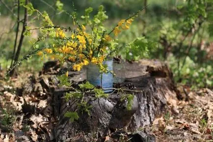 plantare Broom și de îngrijire, cultivare, reproducere, foto (poze) plantare Broom și de îngrijire, cultivare, reproducere, fotografii