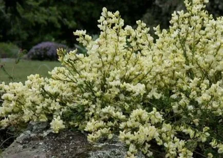 plantare Broom și de îngrijire, specii și varietăți, fotografii