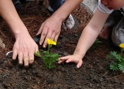 Rabatki scheme de mâini proprii, fotografii, de selecție a plantelor, consiliere cu privire la crearea și întreținerea (flori pentru fotografie flori de pat și nume) Rabatki desene propriile mâini, fotografii, selecție de plante, consiliere cu privire la crearea și întreținerea