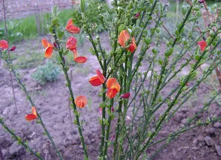 plantare Broom și de îngrijire, specii și varietăți, fotografii