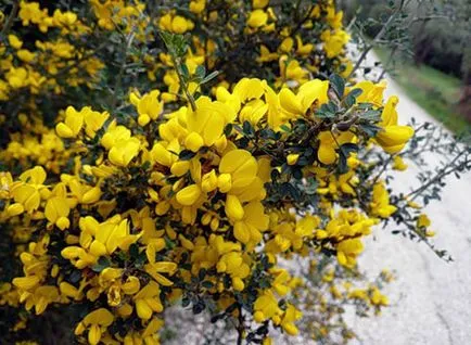 plantare Broom și de îngrijire, specii și varietăți, fotografii