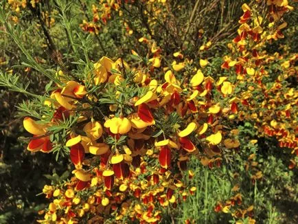 Broom - cultivare, plantare, înmulțire și îngrijire (îngrijire) Broom - cultivare, plantare, de propagare și de îngrijire
