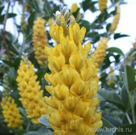 plantare Broom și de îngrijire, cultivare, reproducere, fotografie (în creștere) plantare Broom și de îngrijire, cultivare, reproducere, fotografii