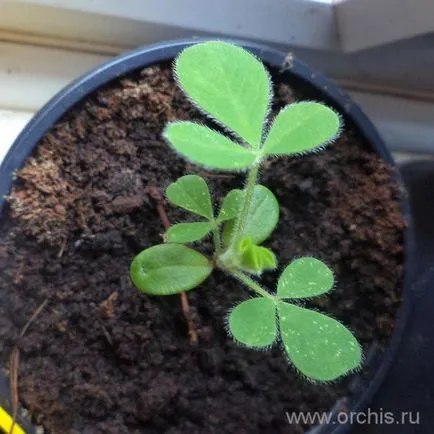 plantare Broom și de îngrijire, cultivare, reproducere, fotografii (de îngrijire) plantare Broom și de îngrijire, cultivare, reproducere, fotografii