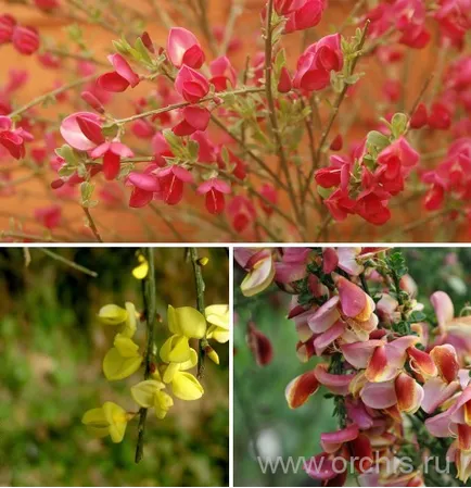 plantare Broom și de îngrijire, cultivare, reproducere, foto (poze) plantare Broom și de îngrijire, cultivare, reproducere, fotografii
