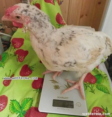 Pushkinskaya pui rasa câștiguri excelente pe ouă și tinere