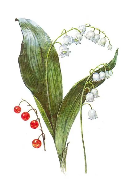 Plante protejate