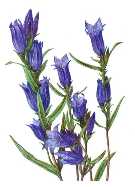 Plante protejate