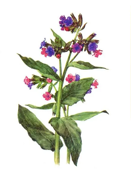 Plante protejate
