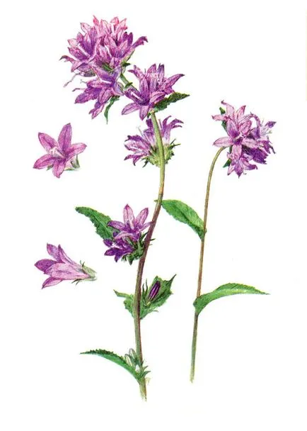 Plante protejate