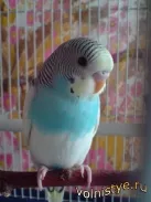 budgerigars de reproducție