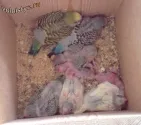budgerigars de reproducție
