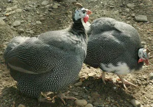 Stud bibilici în întreținere acasă, hrănirea și dispunerea casei (acasă) De reproducție bibilici la păstrarea acasă, hrănirea și echiparea casei