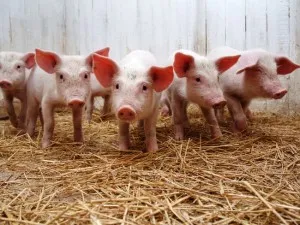 Porci pentru reproducere la domiciliu pentru începători video de