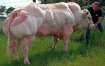 De reproducție carne de vacă albastru belgian (vaca) De reproducție carne de vacă albastru belgian