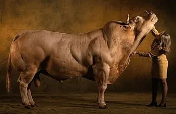 De reproducție carne de vacă albastru belgian (vacă albastru belgian) De reproducție carne de vacă albastru belgian
