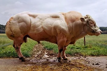 De reproducție carne de vacă albastru belgian (albastru) De reproducție carne de vacă albastru belgian