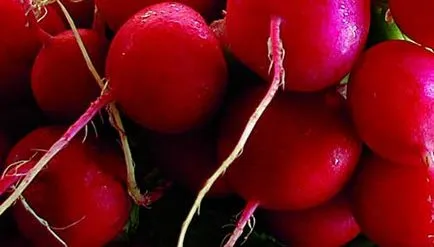 Ridichea - cultivarea tehnologiei de culturi rădăcină în grădină, recoltarea - regulile de legume în creștere,