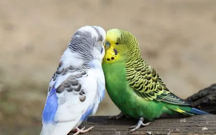 budgies reproduce în mediul video de interior