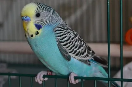 budgies reproduce în mediul video de interior