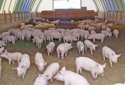 porci pentru reproducere