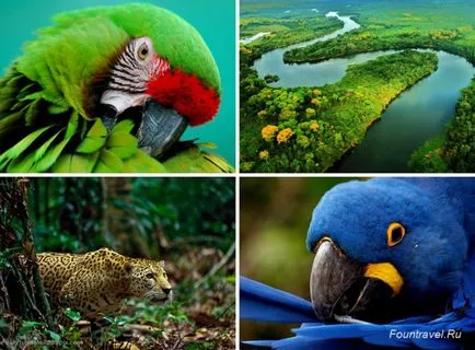 Regiunea Amazonia toate Amazon de la fountravel (călătorie la Amazon) Regiunea Amazonia toate Amazon de la fountravel