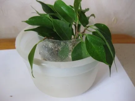 Reproducerea benjamina Ficus - instrucțiuni fotografie cum să obțineți mici acasă