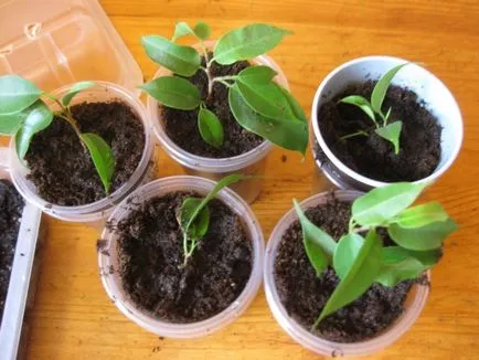 Reproducerea benjamina Ficus - instrucțiuni fotografie cum să obțineți mici acasă