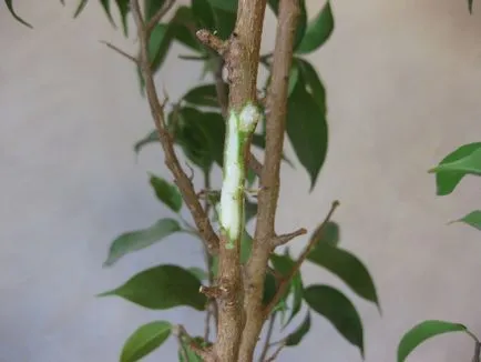 Reproducerea benjamina Ficus - instrucțiuni fotografie cum să obțineți mici acasă