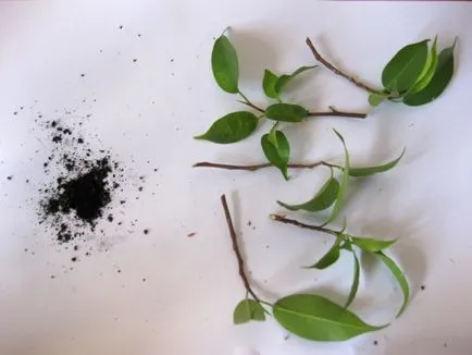 Reproducerea benjamina Ficus - instrucțiuni fotografie cum să obțineți mici acasă